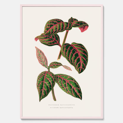 En vintageposter med en illustration av Eranthemum