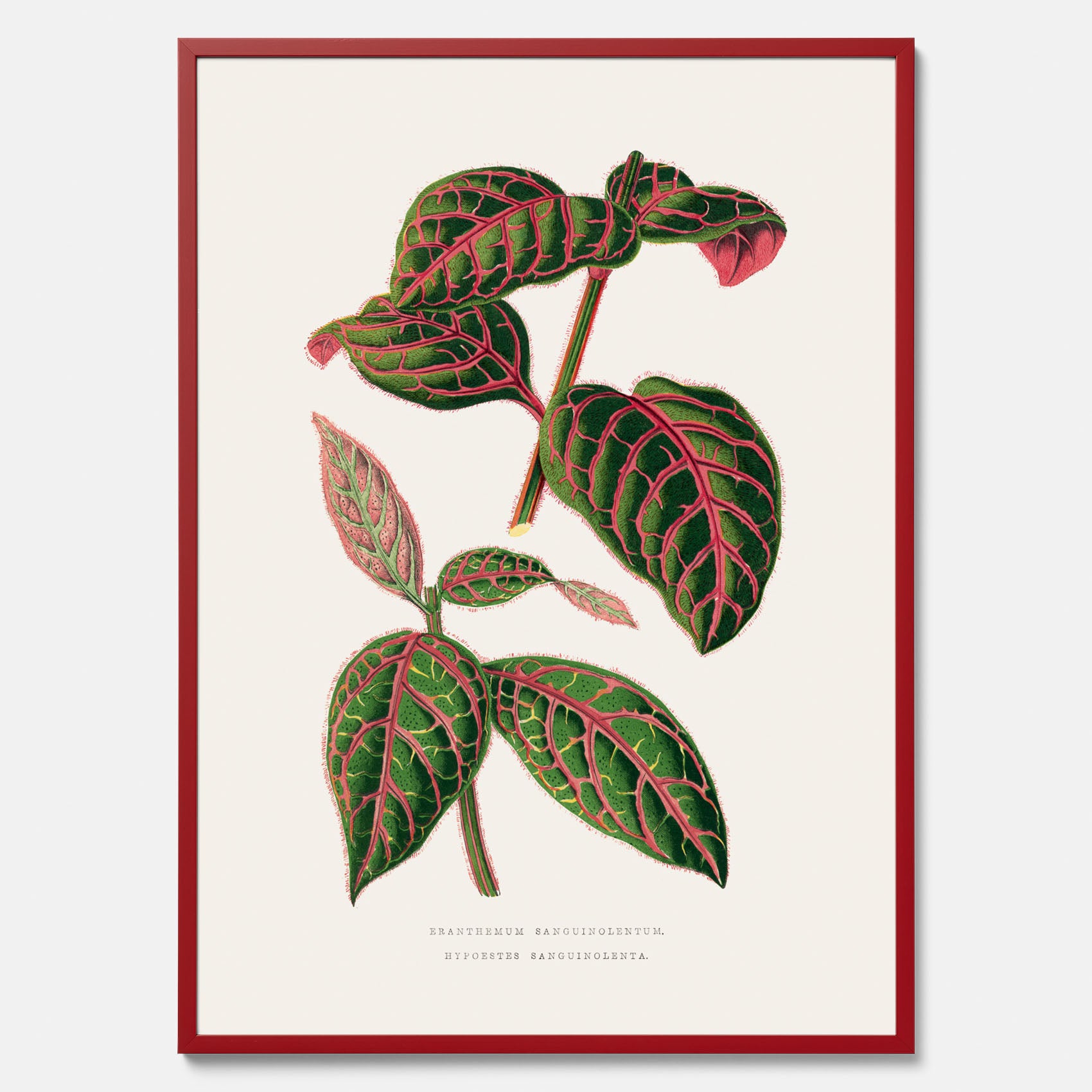 En vintageposter med en illustration av Eranthemum