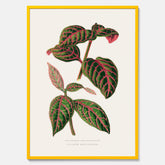 En vintageposter med en illustration av Eranthemum