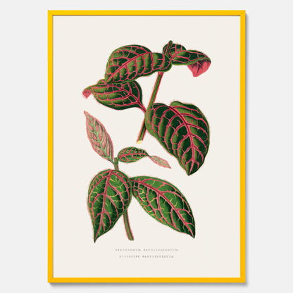En vintageposter med en illustration av Eranthemum