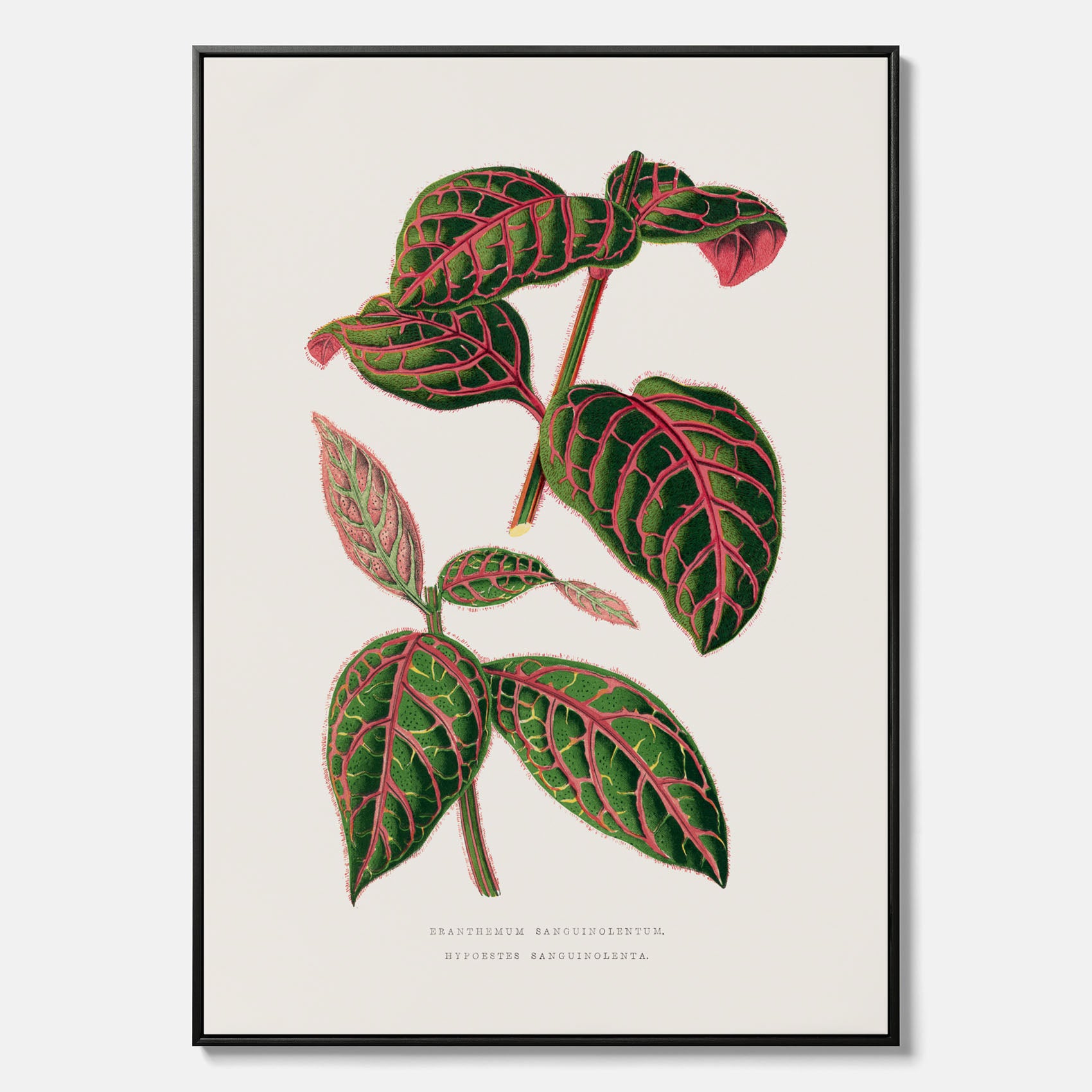 En vintageposter med en illustration av Eranthemum på canvas