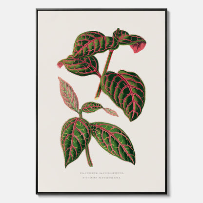 En vintageposter med en illustration av Eranthemum på canvas