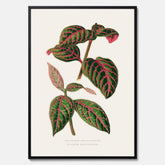 En vintageposter med en illustration av Eranthemum