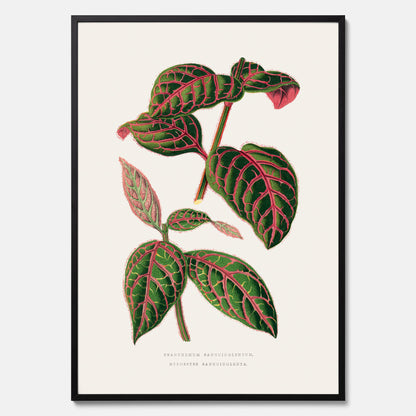 En vintageposter med en illustration av Eranthemum