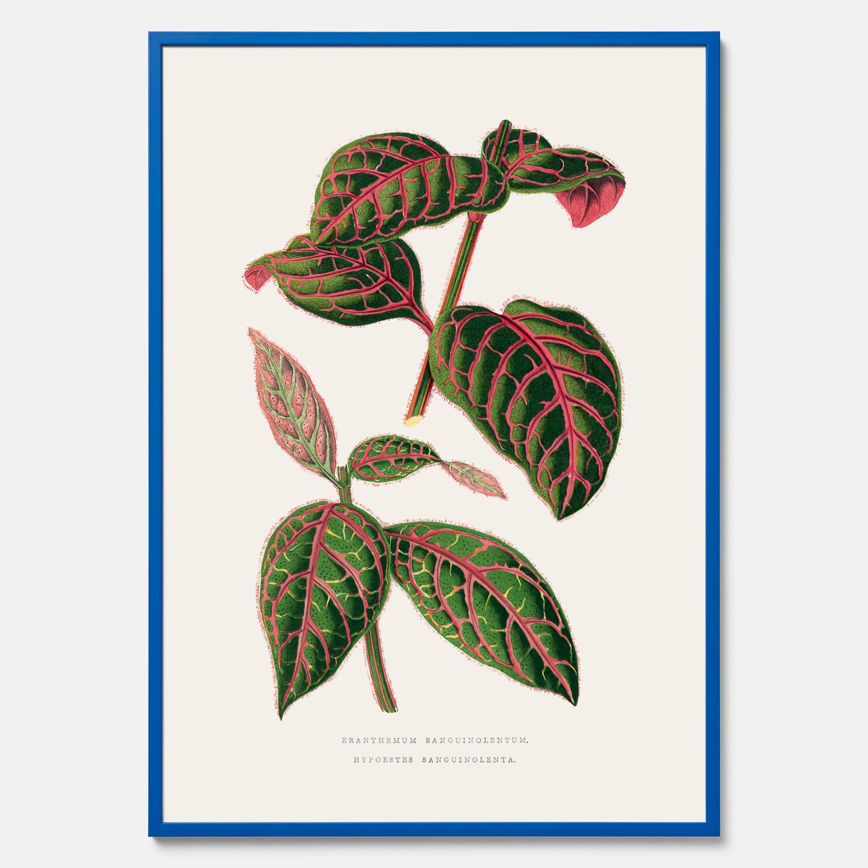 En vintageposter med en illustration av Eranthemum