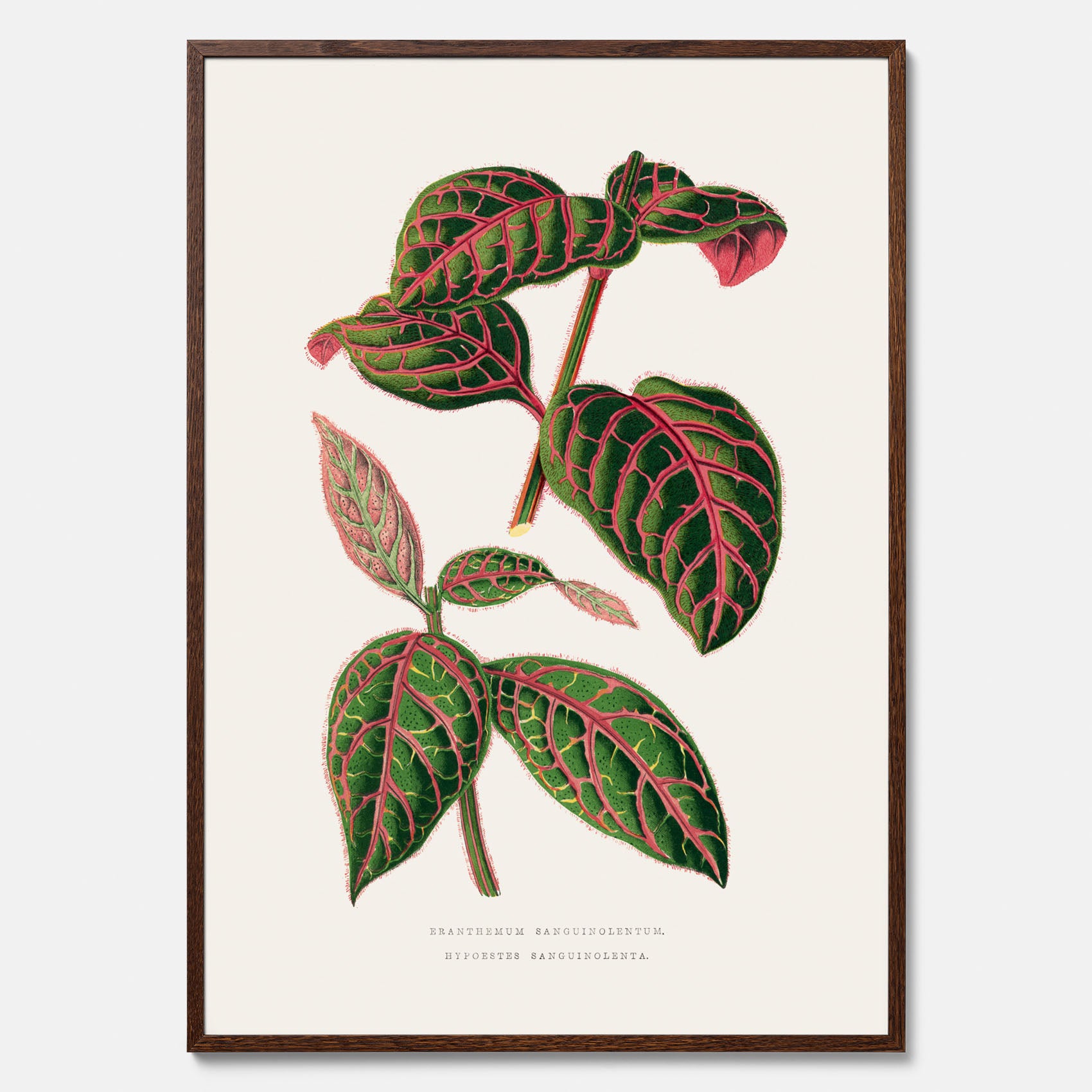 En vintageposter med en illustration av Eranthemum