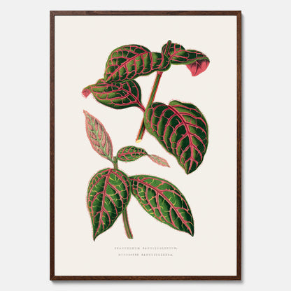 En vintageposter med en illustration av Eranthemum