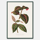 En vintageposter med en illustration av Eranthemum