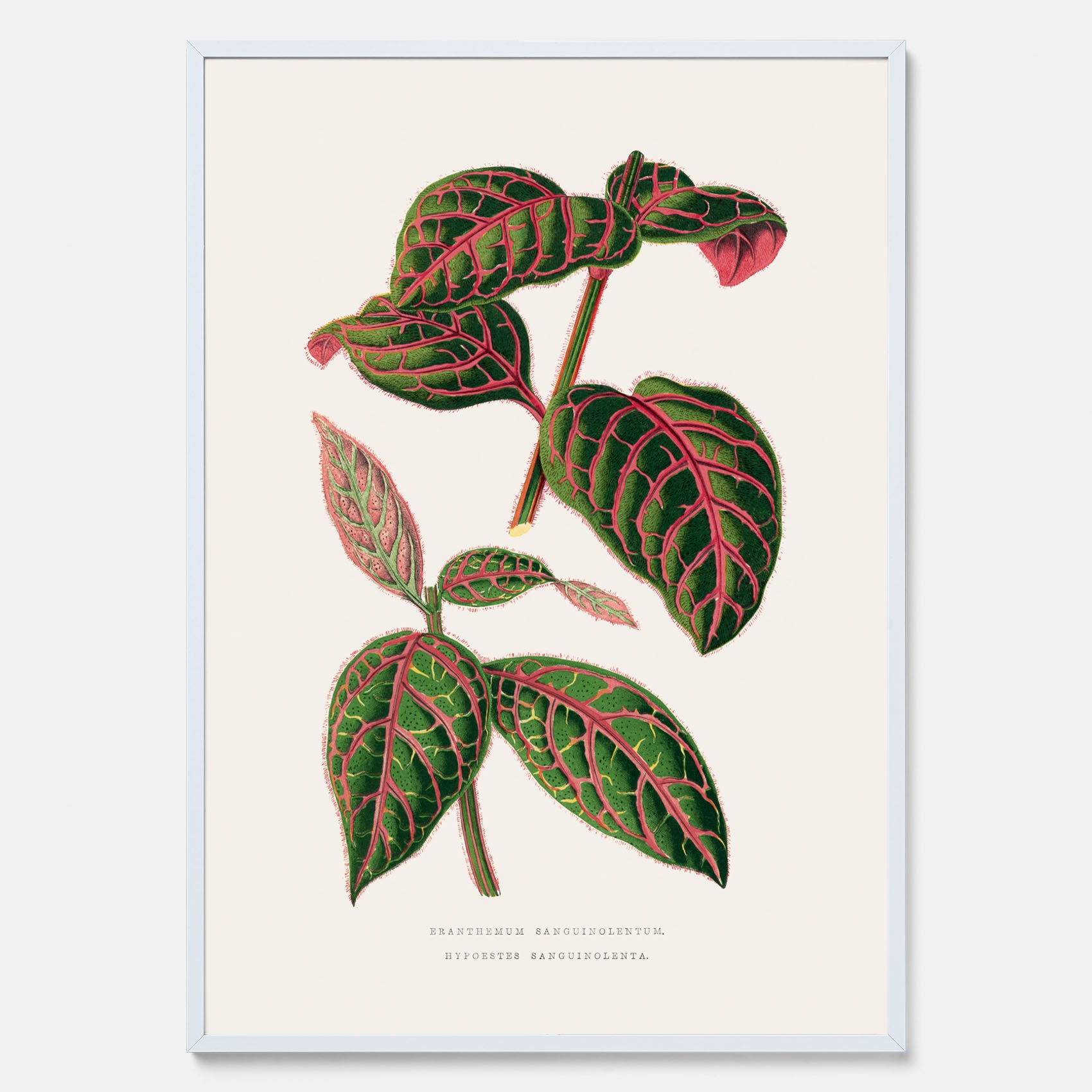 En vintageposter med en illustration av Eranthemum