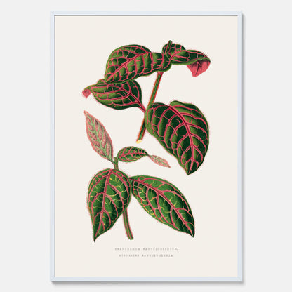 En vintageposter med en illustration av Eranthemum
