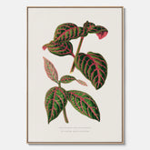 En vintageposter med en illustration av Eranthemum på canvas