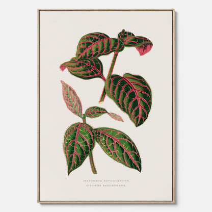 En vintageposter med en illustration av Eranthemum på canvas