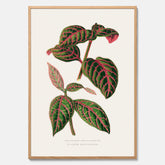 En vintageposter med en illustration av Eranthemum
