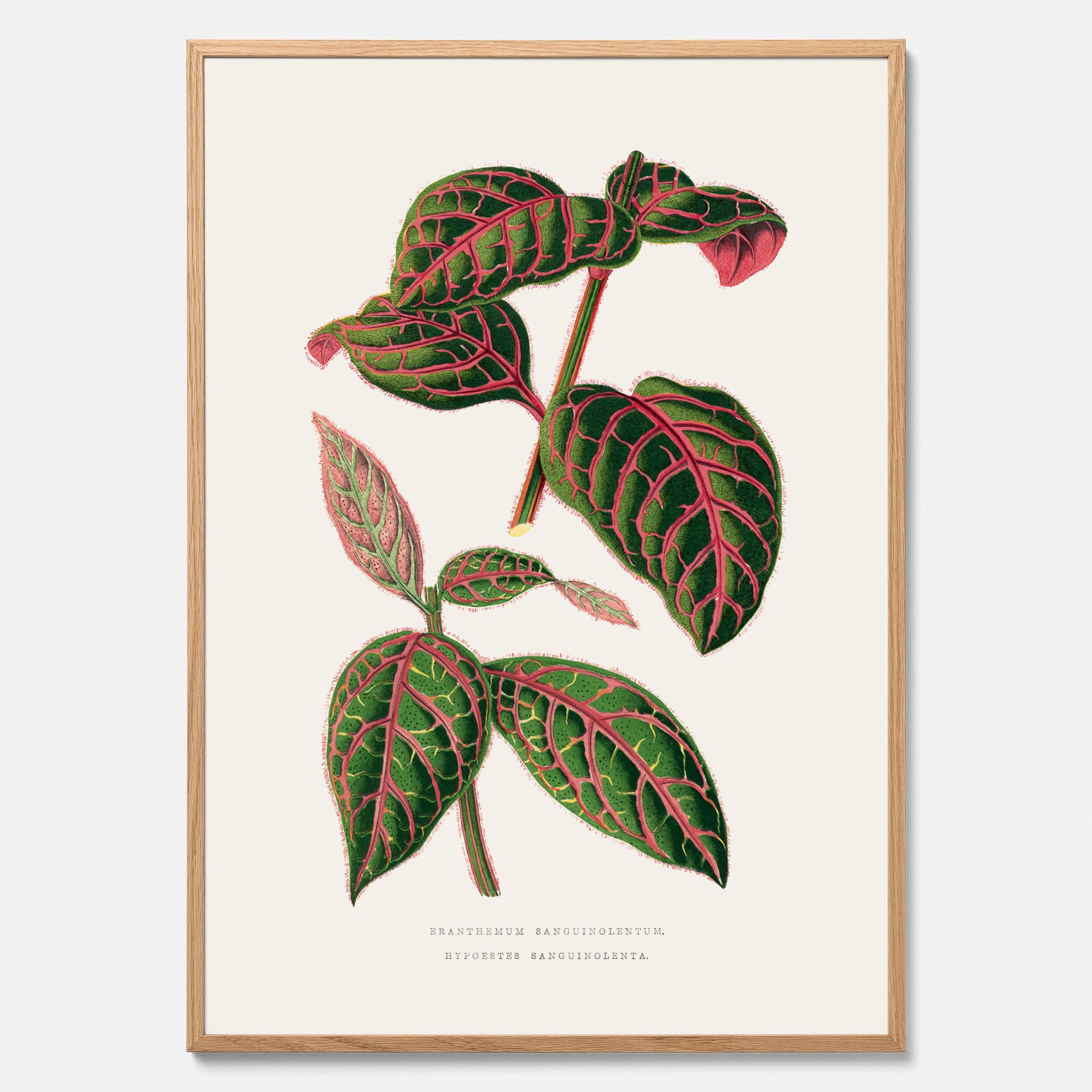En vintageposter med en illustration av Eranthemum