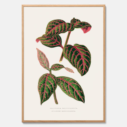 En vintageposter med en illustration av Eranthemum