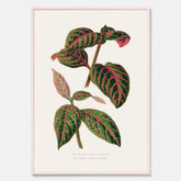 En vintageposter med en illustration av Eranthemum