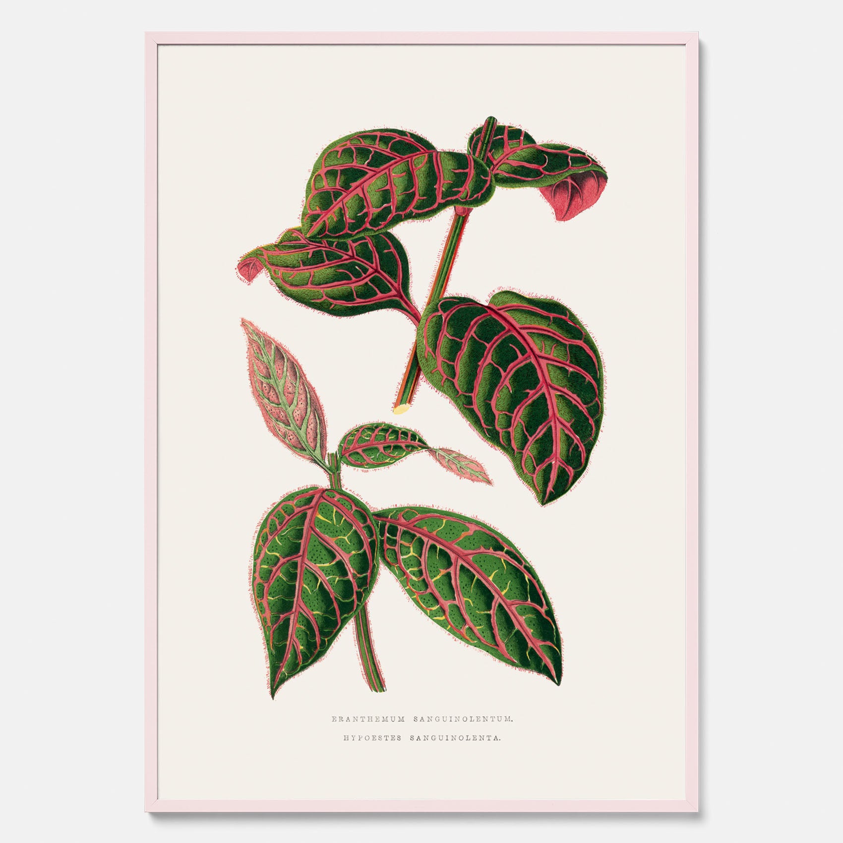 En vintageposter med en illustration av Eranthemum