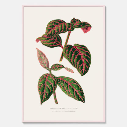 En vintageposter med en illustration av Eranthemum