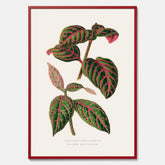 En vintageposter med en illustration av Eranthemum