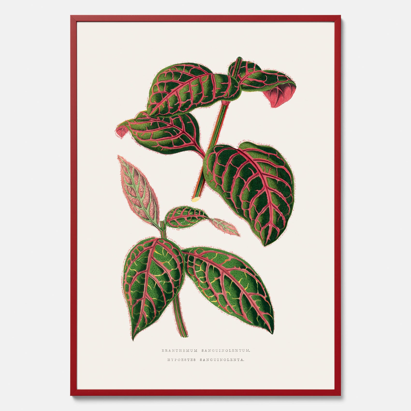 En vintageposter med en illustration av Eranthemum