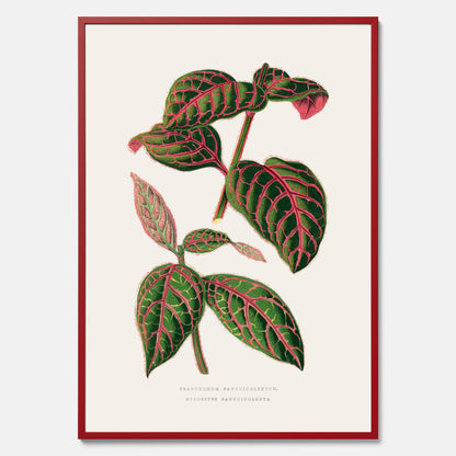 En vintageposter med en illustration av Eranthemum