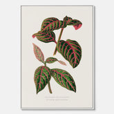 En vintageposter med en illustration av Eranthemum på canvas