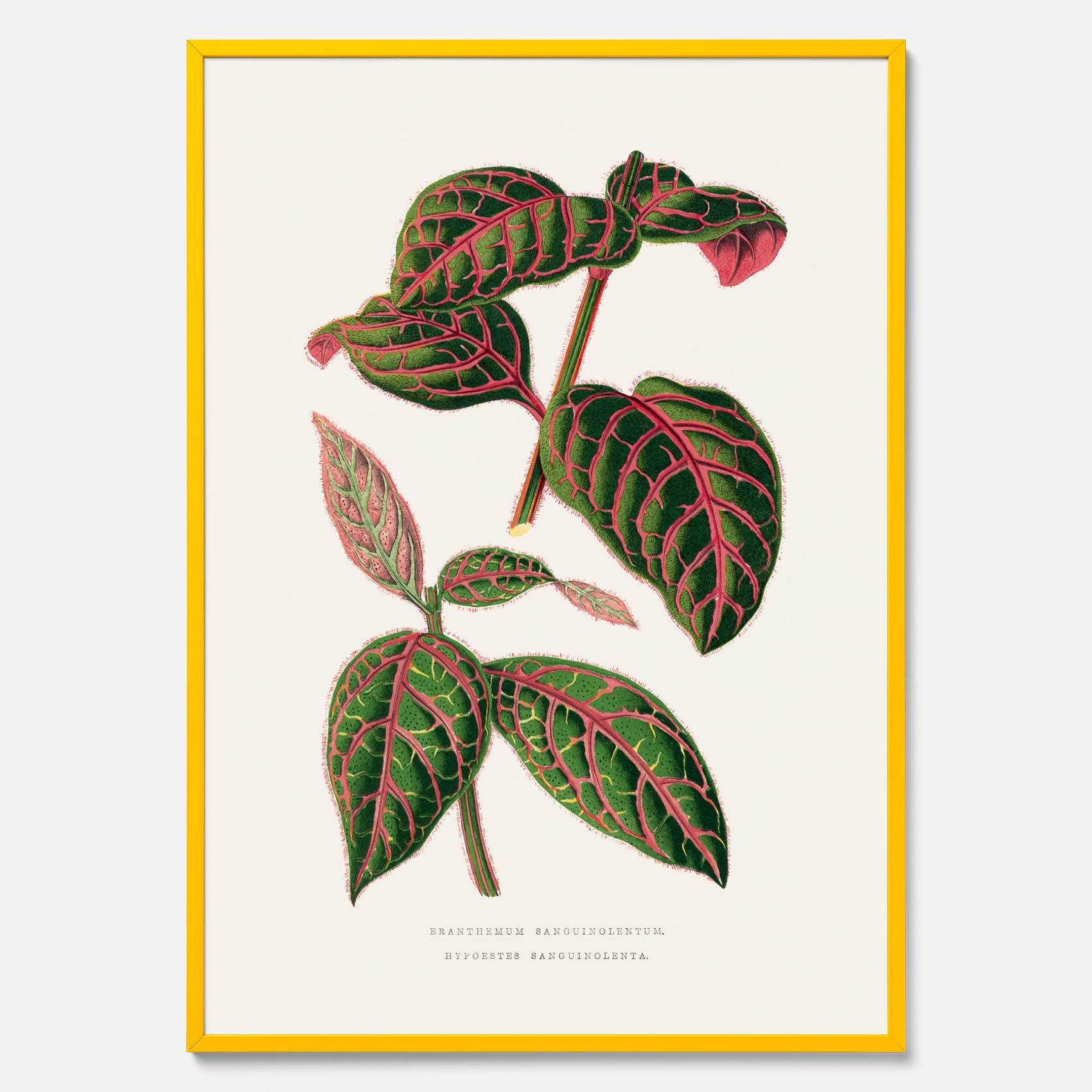 En vintageposter med en illustration av Eranthemum