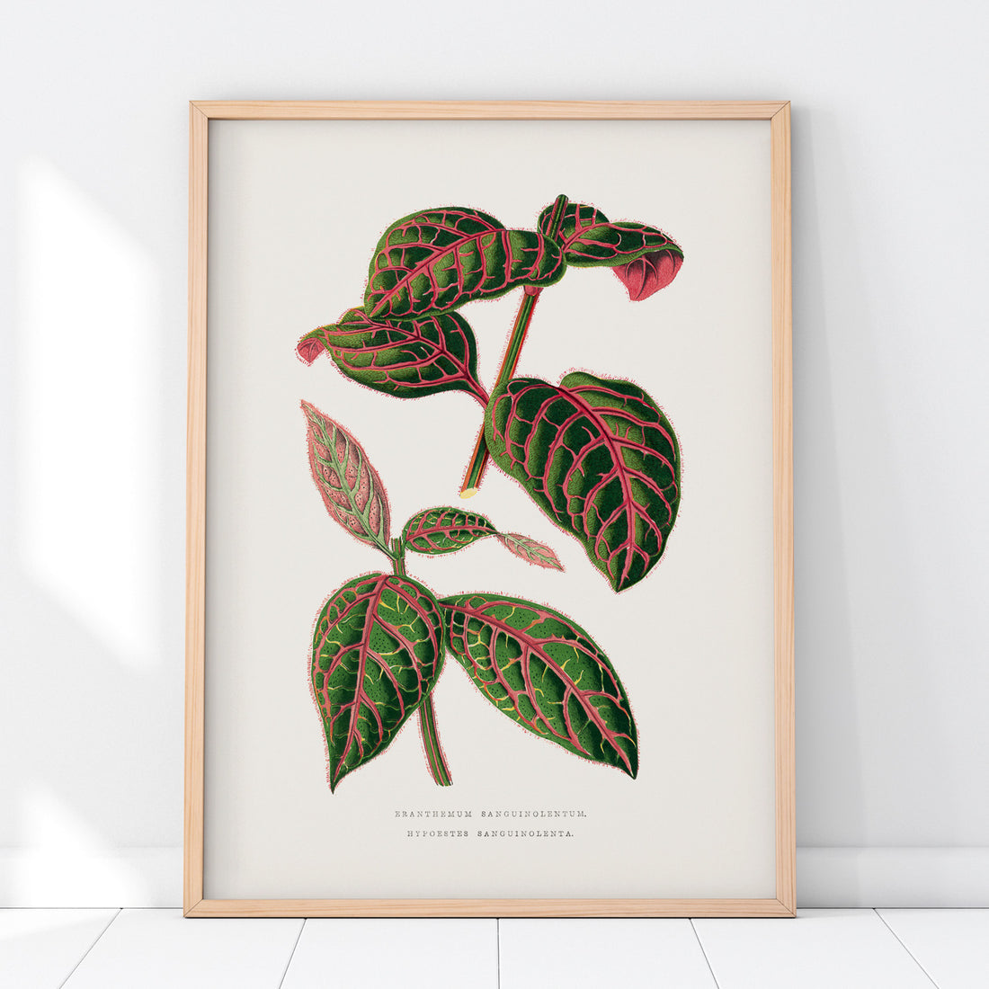 En vintageposter med en illustration av Eranthemum