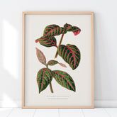 En vintageposter med en illustration av Eranthemum