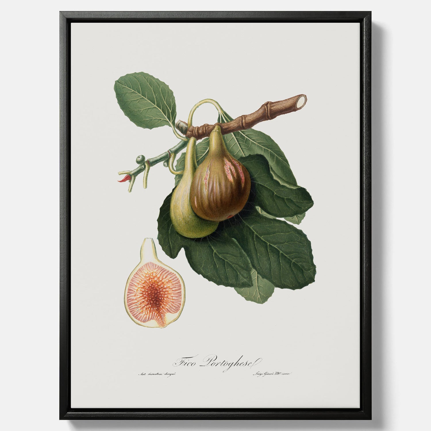 Kökstavla med ett Fikon canvas – Posters till köket, vintageposter med en botanisk illustration av Giorgio Gallesio, köksposter, tavla till kök