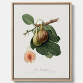 Kökstavla med ett Fikon canvas – Posters till köket, vintageposter med en botanisk illustration av Giorgio Gallesio, köksposter, tavla till kök