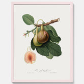 Kökstavla med ett Fikon Poster – Posters till köket, vintageposter med en botanisk illustration av Giorgio Gallesio, köksposter, tavla till kök