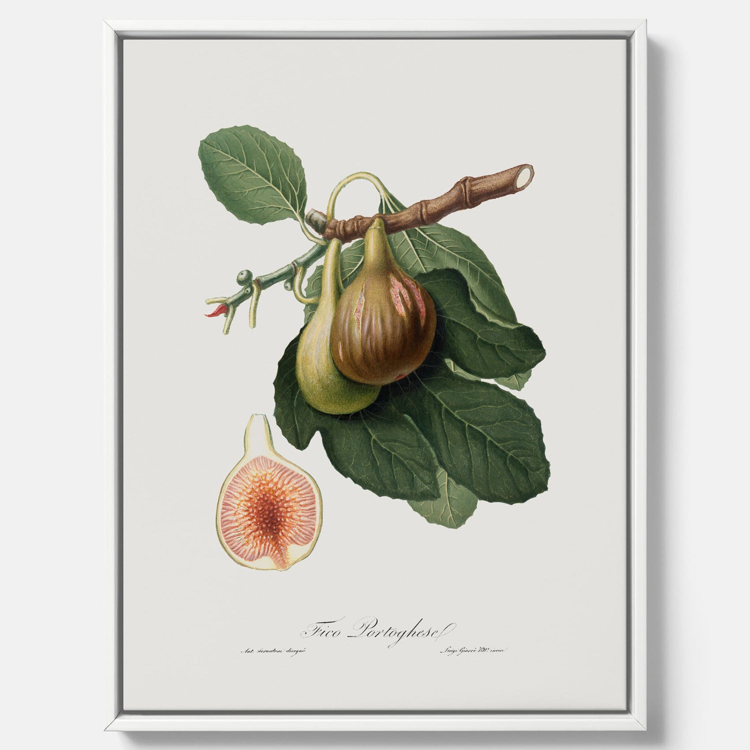 Kökstavla med ett Fikon canvas – Posters till köket, vintageposter med en botanisk illustration av Giorgio Gallesio, köksposter, tavla till kök