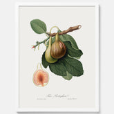 Kökstavla med ett Fikon Poster – Posters till köket, vintageposter med en botanisk illustration av Giorgio Gallesio, köksposter, tavla till kök