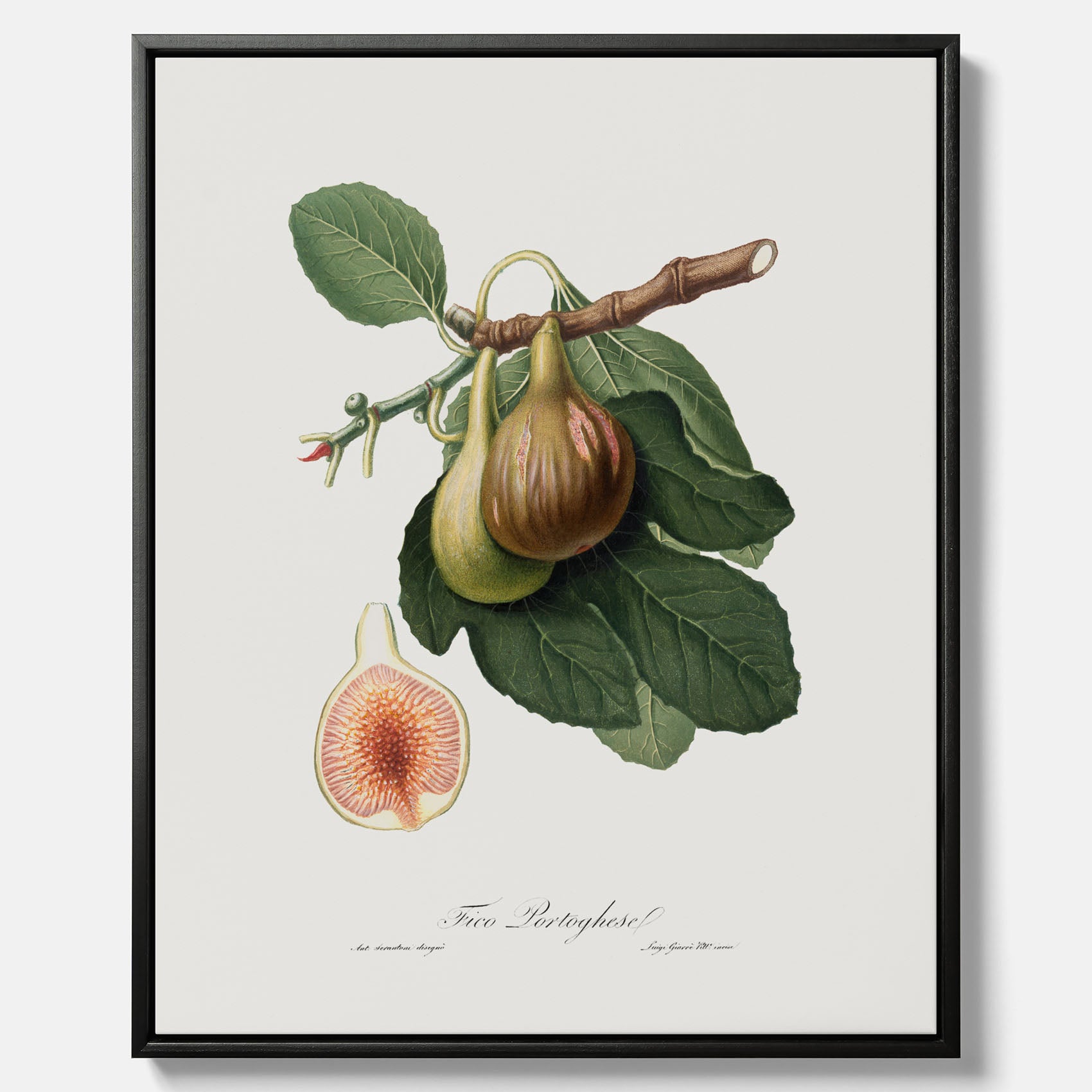 Kökstavla med ett Fikon canvas – Posters till köket, vintageposter med en botanisk illustration av Giorgio Gallesio, köksposter, tavla till kök