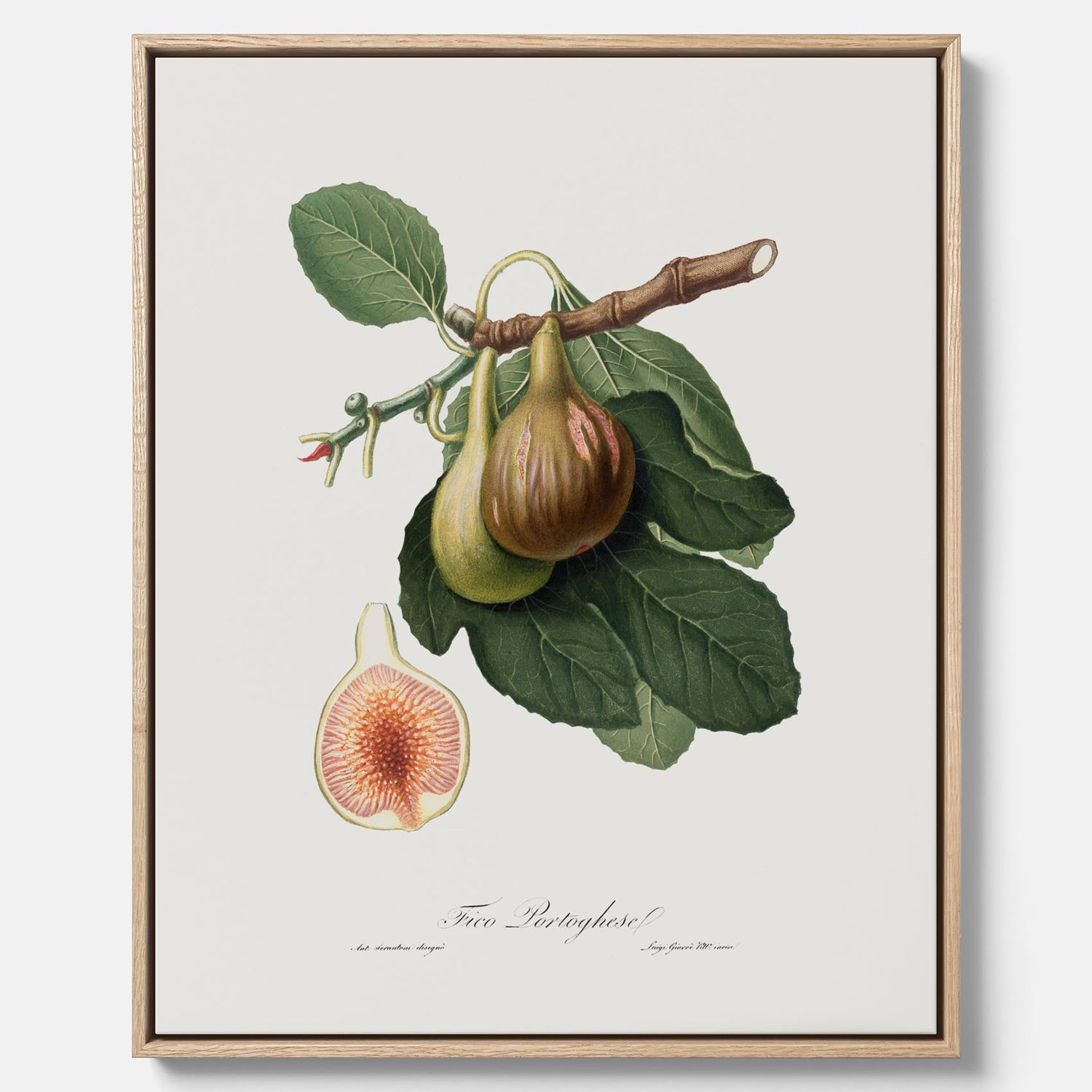 Kökstavla med ett Fikon canvas – Posters till köket, vintageposter med en botanisk illustration av Giorgio Gallesio, köksposter, tavla till kök
