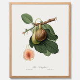 Kökstavla med ett Fikon Poster – Posters till köket, vintageposter med en botanisk illustration av Giorgio Gallesio, köksposter, tavla till kök