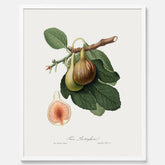 Kökstavla med ett Fikon Poster – Posters till köket, vintageposter med en botanisk illustration av Giorgio Gallesio, köksposter, tavla till kök