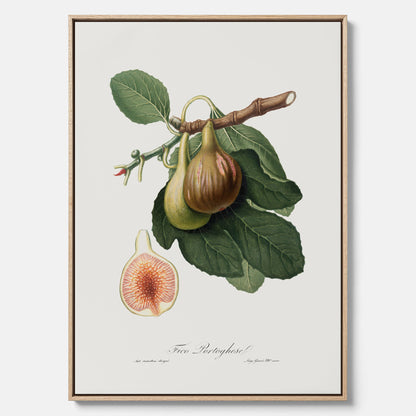 Kökstavla med ett Fikon canvas – Posters till köket, vintageposter med en botanisk illustration av Giorgio Gallesio, köksposter, tavla till kök