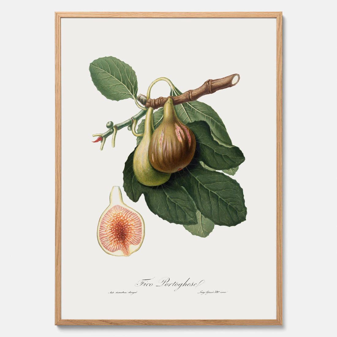 Kökstavla med ett Fikon Poster – Posters till köket, vintageposter med en botanisk illustration av Giorgio Gallesio, köksposter, tavla till kök