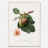 Kökstavla med ett Fikon Poster – Posters till köket, vintageposter med en botanisk illustration av Giorgio Gallesio, köksposter, tavla till kök