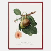 Kökstavla med ett Fikon Poster – Posters till köket, vintageposter med en botanisk illustration av Giorgio Gallesio, köksposter, tavla till kök