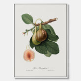 Kökstavla med ett Fikon canvas – Posters till köket, vintageposter med en botanisk illustration av Giorgio Gallesio, köksposter, tavla till kök