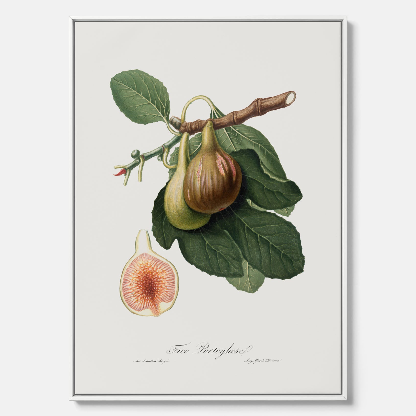Kökstavla med ett Fikon canvas – Posters till köket, vintageposter med en botanisk illustration av Giorgio Gallesio, köksposter, tavla till kök