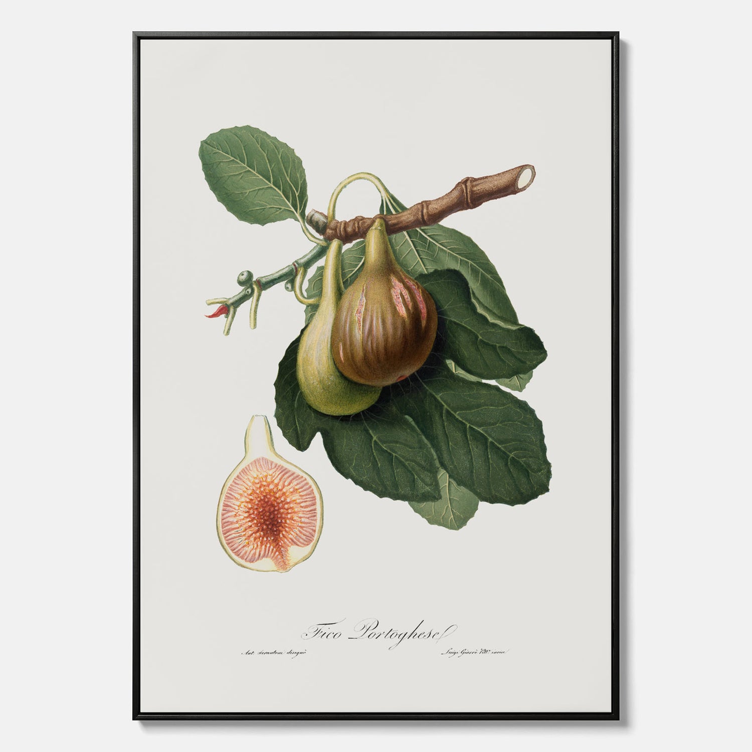 Kökstavla med ett Fikon canvas – Posters till köket, vintageposter med en botanisk illustration av Giorgio Gallesio, köksposter, tavla till kök