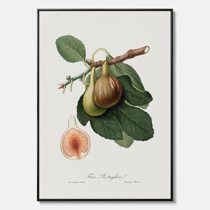 Kökstavla med ett Fikon canvas – Posters till köket, vintageposter med en botanisk illustration av Giorgio Gallesio, köksposter, tavla till kök