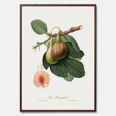 Kökstavla med ett Fikon Poster – Posters till köket, vintageposter med en botanisk illustration av Giorgio Gallesio, köksposter, tavla till kök