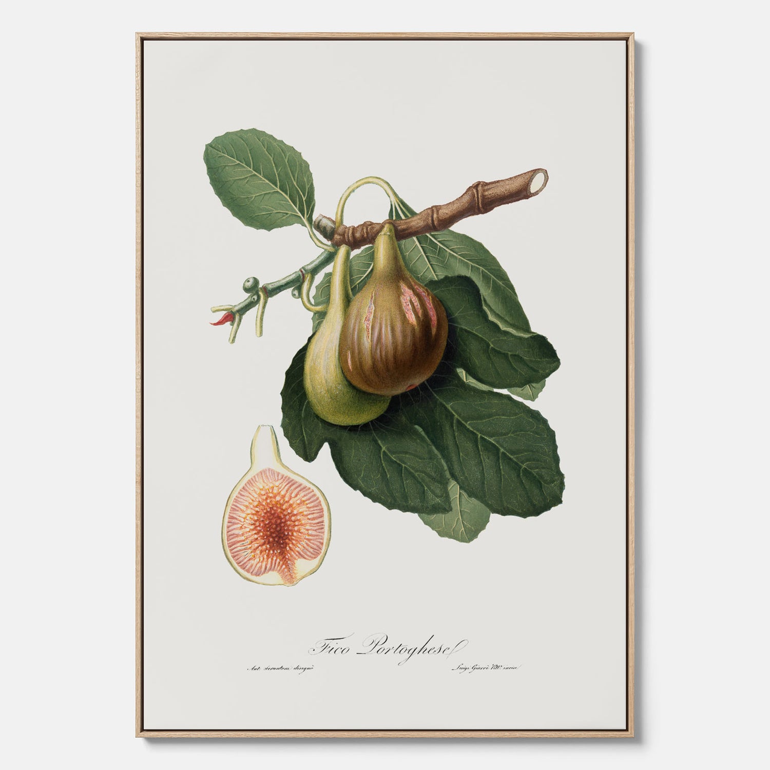 Kökstavla med ett Fikon canvas – Posters till köket, vintageposter med en botanisk illustration av Giorgio Gallesio, köksposter, tavla till kök