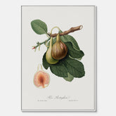 Kökstavla med ett Fikon canvas – Posters till köket, vintageposter med en botanisk illustration av Giorgio Gallesio, köksposter, tavla till kök