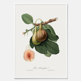 Kökstavla med ett Fikon Poster – Posters till köket, vintageposter med en botanisk illustration av Giorgio Gallesio, köksposter, tavla till kök